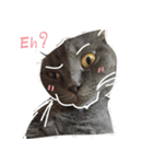 TaoTao Cat（個別スタンプ：8）