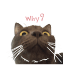 TaoTao Cat（個別スタンプ：9）