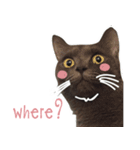 TaoTao Cat（個別スタンプ：10）