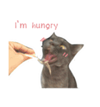TaoTao Cat（個別スタンプ：13）