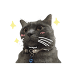TaoTao Cat（個別スタンプ：16）