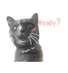 TaoTao Cat（個別スタンプ：18）