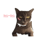 TaoTao Cat（個別スタンプ：26）