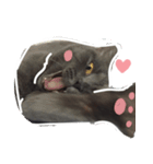 TaoTao Cat（個別スタンプ：28）