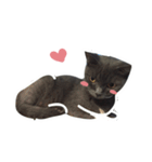 TaoTao Cat（個別スタンプ：29）