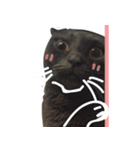 TaoTao Cat（個別スタンプ：31）