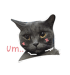 TaoTao Cat（個別スタンプ：33）
