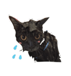 TaoTao Cat（個別スタンプ：34）