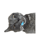 TaoTao Cat（個別スタンプ：35）