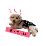 まるぷーのりんこ（個別スタンプ：3）