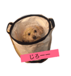 まるぷーのりんこ（個別スタンプ：10）