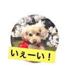 まるぷーのりんこ（個別スタンプ：12）