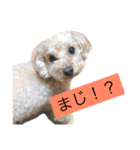 まるぷーのりんこ（個別スタンプ：13）