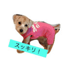 まるぷーのりんこ（個別スタンプ：14）