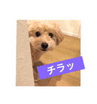 まるぷーのりんこ（個別スタンプ：15）
