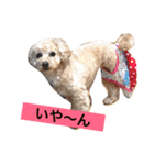 まるぷーのりんこ（個別スタンプ：17）
