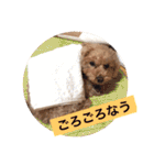 まるぷーのりんこ（個別スタンプ：21）