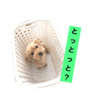 まるぷーのりんこ（個別スタンプ：32）