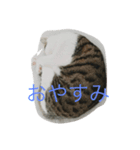 川崎さんちの猫（個別スタンプ：2）