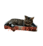 川崎さんちの猫（個別スタンプ：4）