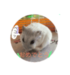 可愛い動物ハムスター（個別スタンプ：2）