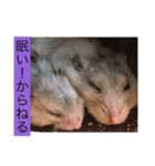 可愛い動物ハムスター（個別スタンプ：6）