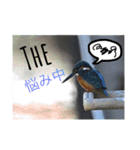 いろ鳥どりスタンプ（個別スタンプ：1）