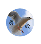いろ鳥どりスタンプ（個別スタンプ：2）