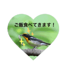 いろ鳥どりスタンプ（個別スタンプ：4）