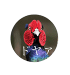 いろ鳥どりスタンプ（個別スタンプ：5）