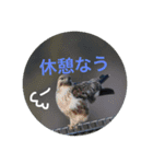 いろ鳥どりスタンプ（個別スタンプ：11）