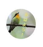 いろ鳥どりスタンプ（個別スタンプ：15）