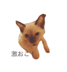 にゃんずKK1（個別スタンプ：3）