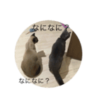 にゃんずKK1（個別スタンプ：7）