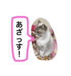 ちゃむんちゃんちゃん（個別スタンプ：7）