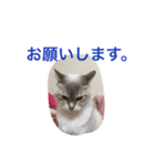 ちゃむんちゃんちゃん（個別スタンプ：13）