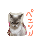 ちゃむんちゃんちゃん（個別スタンプ：16）