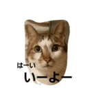 Pi-chan.（個別スタンプ：3）