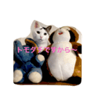 the cat who live in my house（個別スタンプ：1）