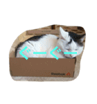 the cat who live in my house（個別スタンプ：2）
