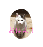 the cat who live in my house（個別スタンプ：3）