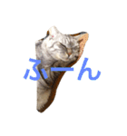 the cat who live in my house（個別スタンプ：4）