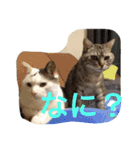 the cat who live in my house（個別スタンプ：5）