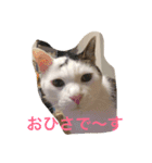 the cat who live in my house（個別スタンプ：6）