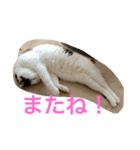 the cat who live in my house（個別スタンプ：7）