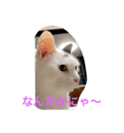 the cat who live in my house（個別スタンプ：8）