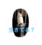 the cat who live in my house（個別スタンプ：9）