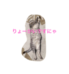 the cat who live in my house（個別スタンプ：10）
