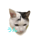 the cat who live in my house（個別スタンプ：11）