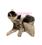 the cat who live in my house（個別スタンプ：12）
